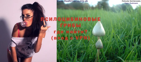 прущие грибы Гусиноозёрск